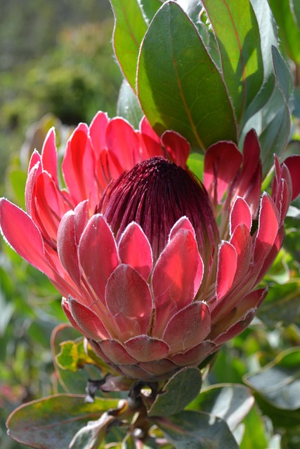 COIDA vs UIF: Complete Guide for South African Employers visual guide