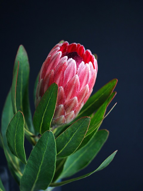 COIDA vs UIF: What is the Difference? - COIDA South Africa